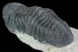 Bargain, Reedops Trilobite - Atchana, Morocco #92328-3